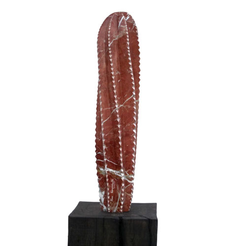 Sägezahnkaktus Sägezahnkaktus